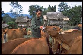 Lao Cows